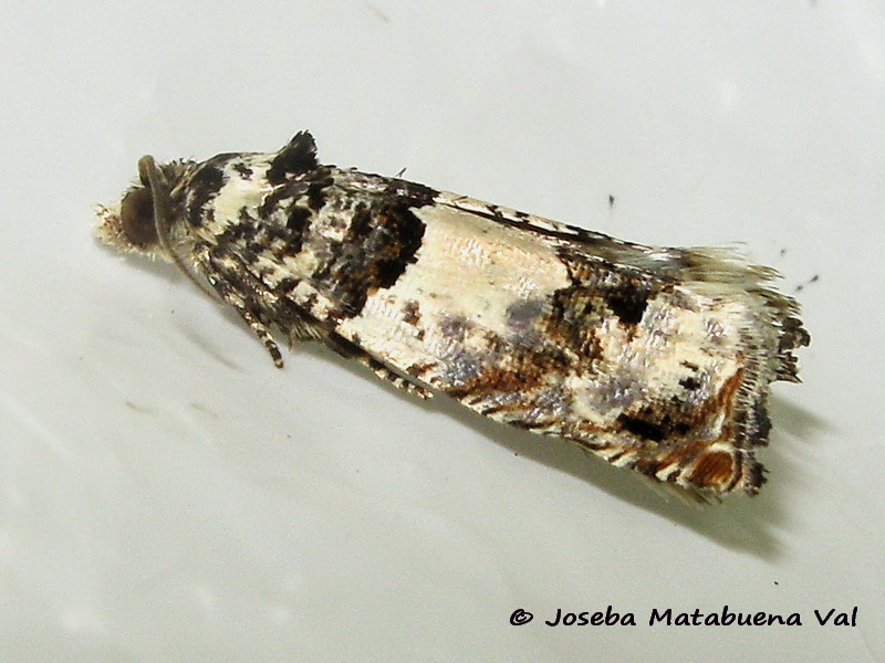 Tortricidae da id. - Epinotia thapsiana